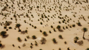 The Palms Boys by Giulio Aprin